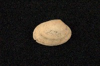 藏品(小眼花簾蛤)的圖片